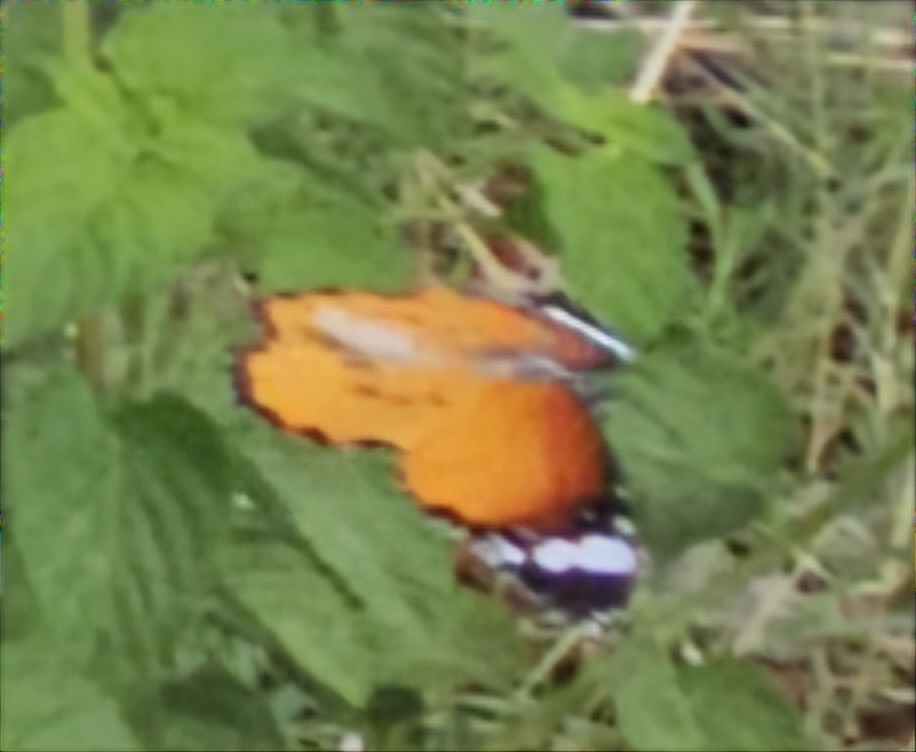 Plain Tiger