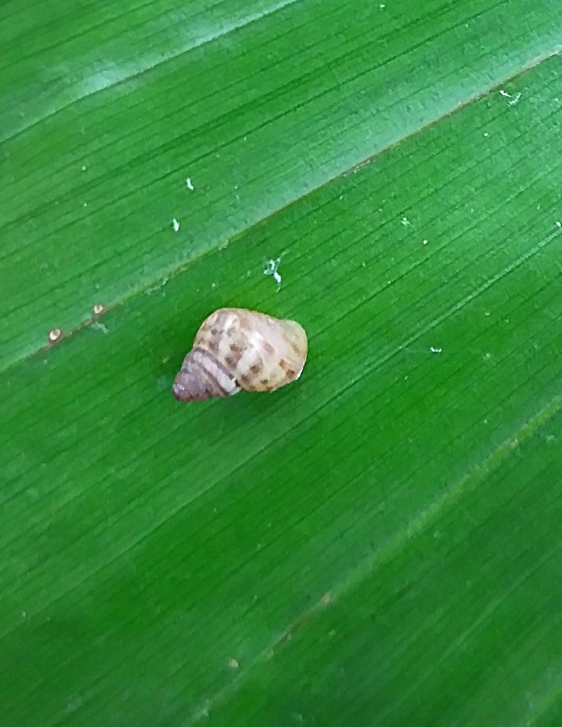 Beddomea bontia