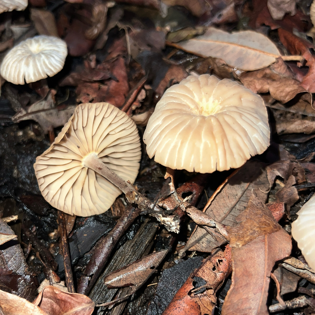 Collybia kurara · May 2025 · photo: © douch (iNaturalist, cc-by-sa)