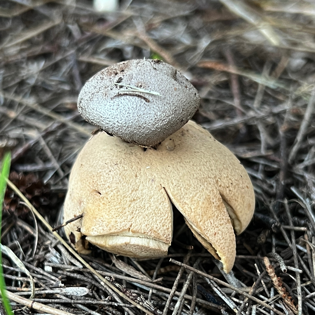 Myriostoma australianum · May 2025 · photo: © douch (iNaturalist, cc-by-sa)