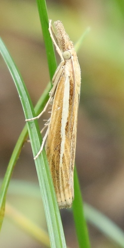 Common Grass-veneer