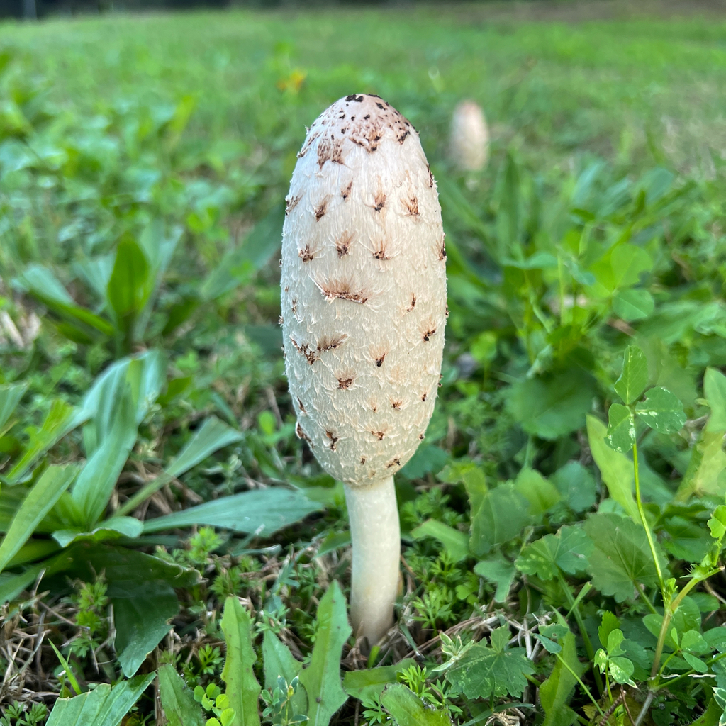 Coprinus comatus · May 2025 · photo: © douch (iNaturalist, cc-by-sa)