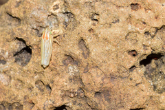 Plesiommata mollicula