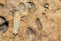 Plesiommata mollicula