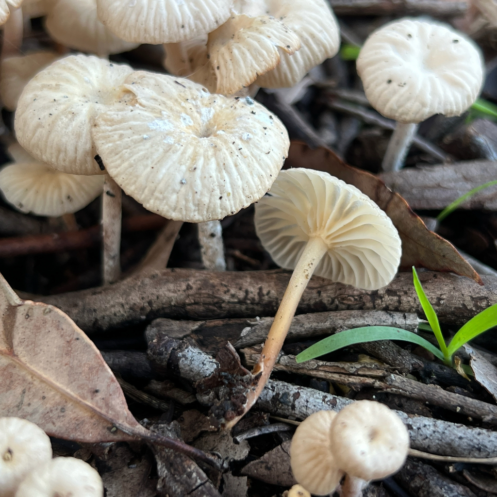 Collybia kurara · May 2025 · photo: © douch (iNaturalist, cc-by-sa)