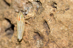 Plesiommata mollicula