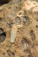 Plesiommata mollicula