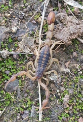 Centruroides baldazoi