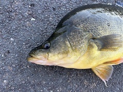 Golden Perch photo 2