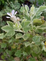 Malacothamnus clementinus