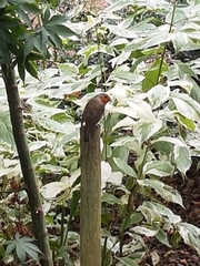 Erithacus rubecula