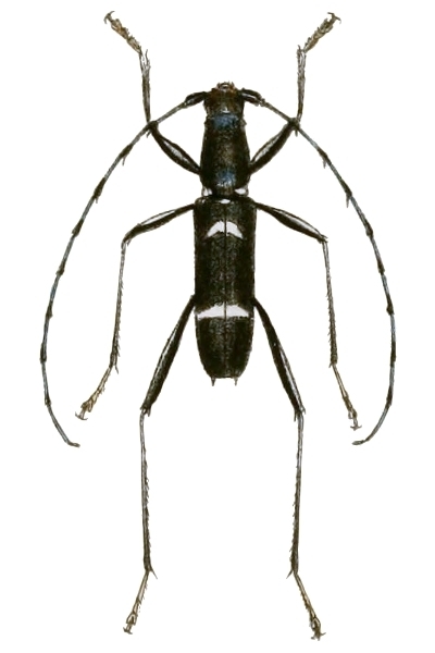 Acrocyrta