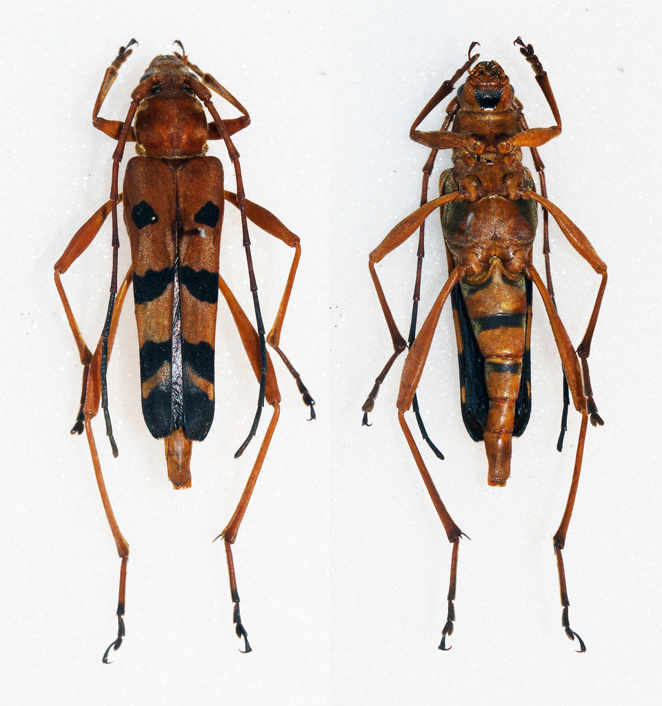 Acrocyrtidus