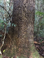 Samuel Frankel, CC BY, iNaturalist via GBIF Didymocheton fraserianus, photograph Samuel Frankel, CC BY, iNaturalist via GBIF