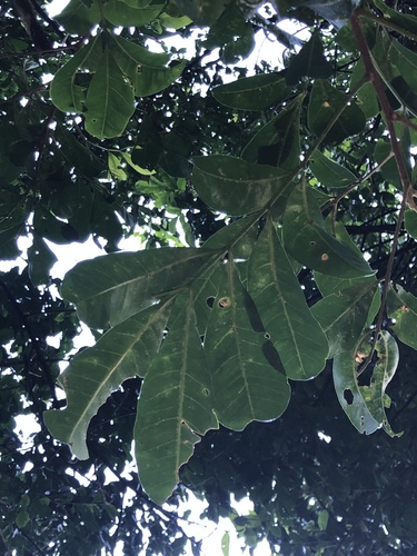 Didymocheton fraserianus, photograph 4