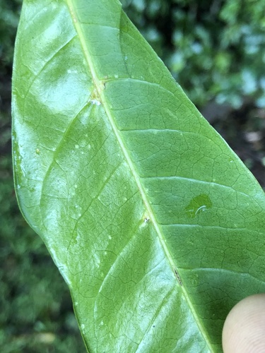 Didymocheton fraserianus, photograph 5