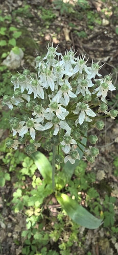 Allium multibulbosum, photograph 4