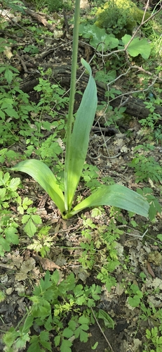Allium multibulbosum, photograph 5