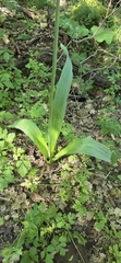 Allium multibulbosum, photograph Vincenzo Lattanzi, CC BY, iNaturalist via GBIF