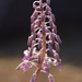 Ledebouria revoluta - Photo (c) S.MORE,  זכויות יוצרים חלקיות (CC BY-NC), uploaded by S.MORE