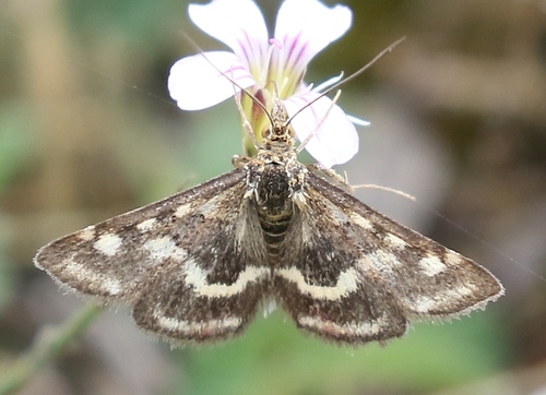 Common Crimson-and-gold Moth