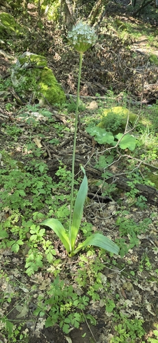 Allium multibulbosum, photograph 6