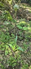 Allium multibulbosum, photograph Vincenzo Lattanzi, CC BY, iNaturalist via GBIF