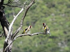 Carduelis carduelis britannica