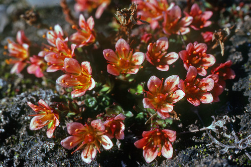 East Greenland saxifrage (Saxifraga nathorstii)