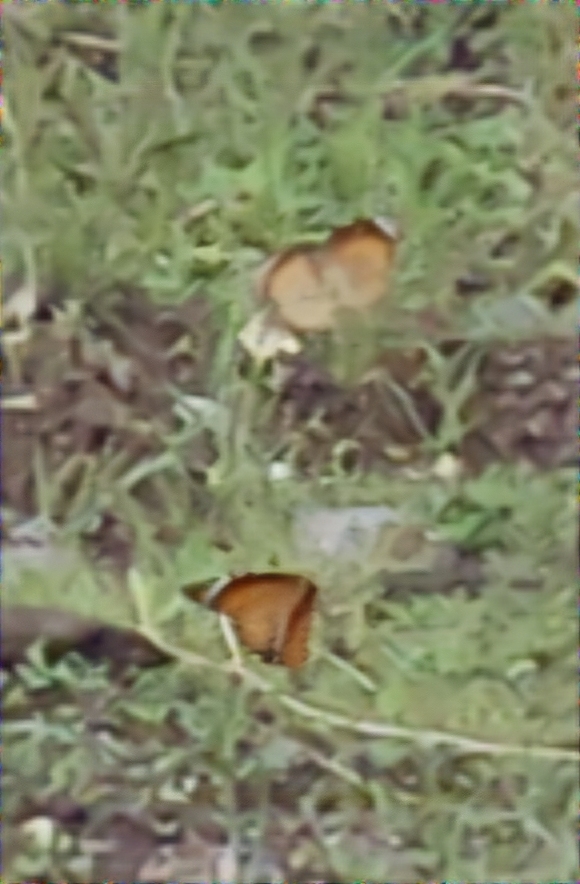 Plain Tiger