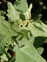Atriplex lentiformis breweri