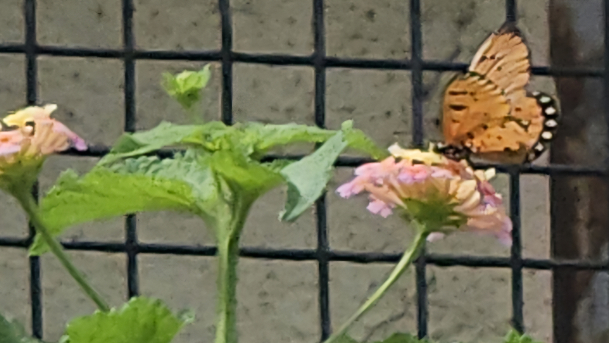 Tawny Coster