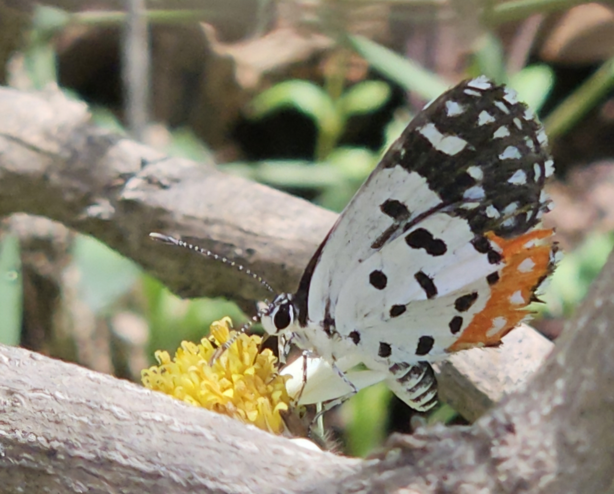 Red Pierrot
