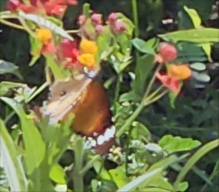 Plain Tiger