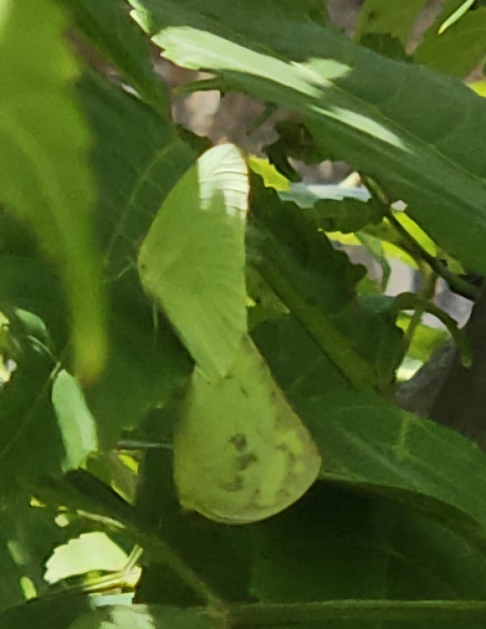 Lemon Emigrant