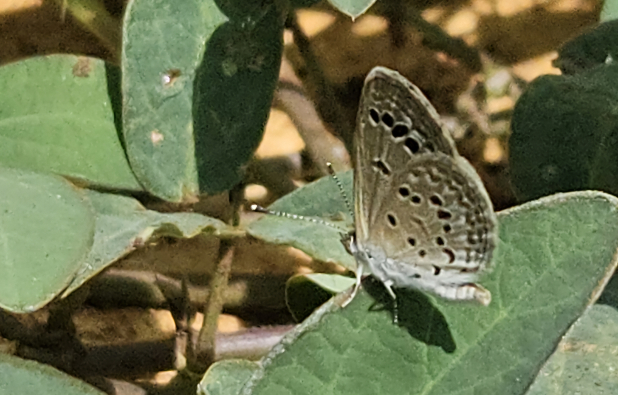 Lesser Grass Blue