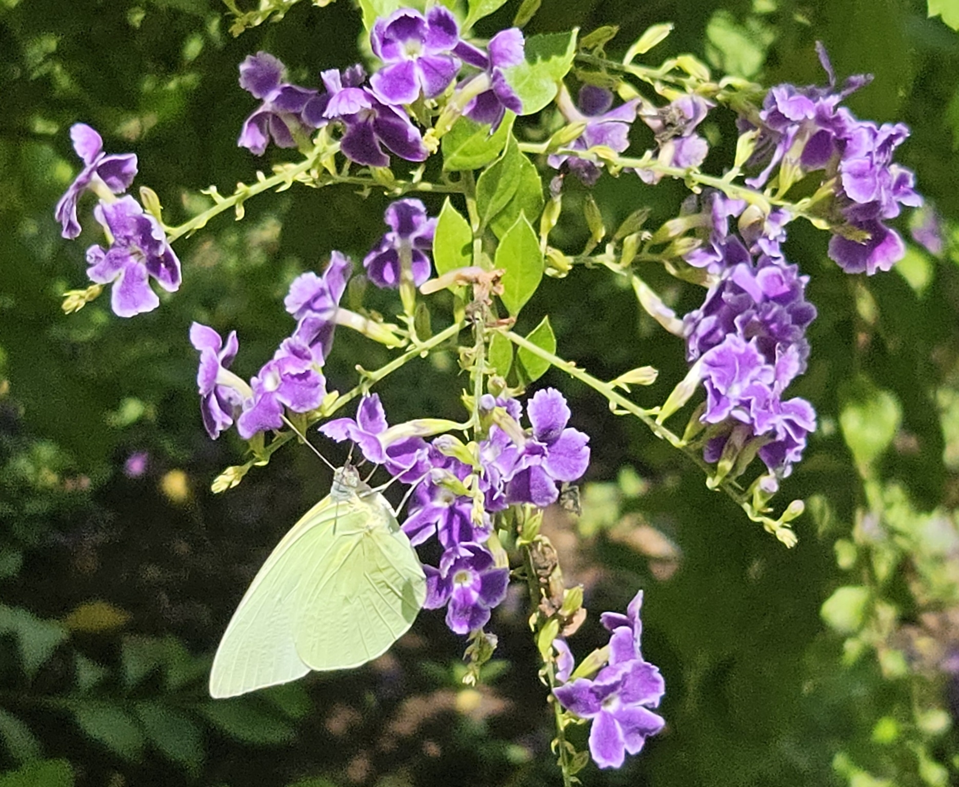 Lemon Emigrant