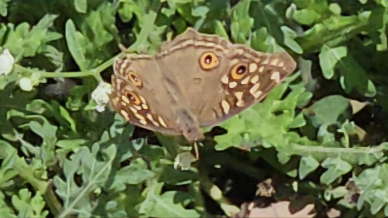 Lemon Pansy