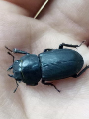 Dorcus parallelipipedus