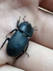 Dorcus parallelipipedus