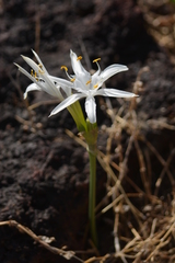 Pancratium triflorum