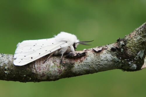 White Ermine