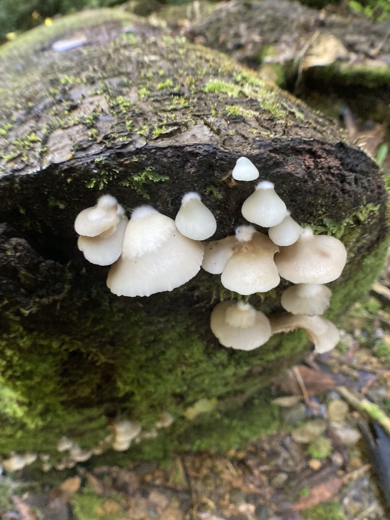 Conchomyces bursiformis