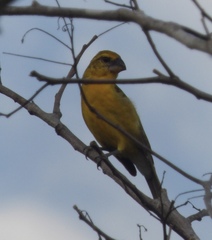 Pheucticus chrysopeplus