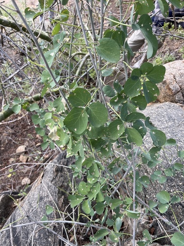 Adenia fruticosa (Adenia fruticosa)