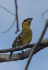 Pheucticus chrysopeplus