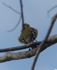 Pheucticus chrysopeplus