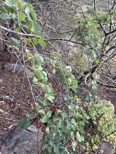Adenia fruticosa (Adenia fruticosa)