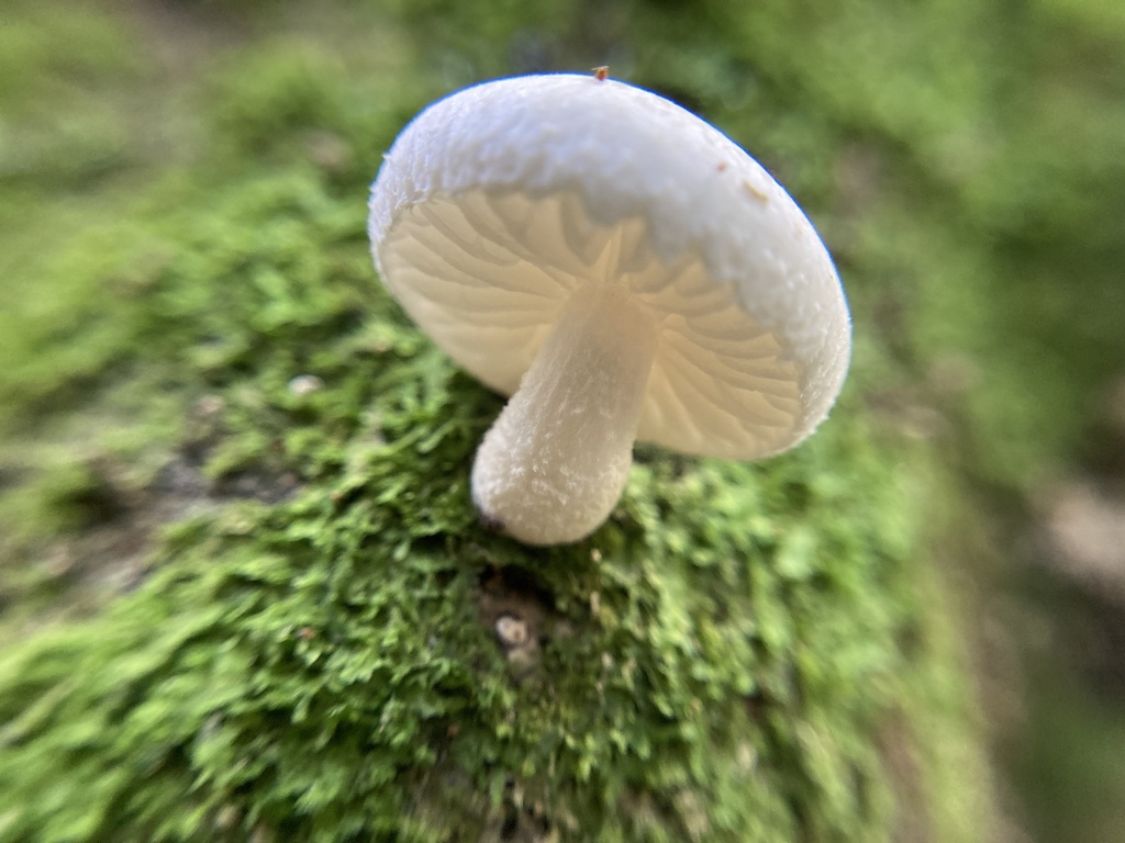 Oudemansiella australis · May 2025 · photo: © irene_mv (iNaturalist, cc-by)
