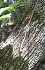 Oxybelis microphthalmus